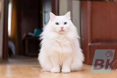 Кошки