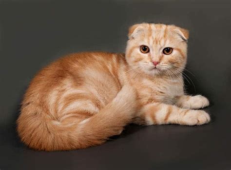 Orange Scottish Fold Cat: Info, Pictures, Facts & History - Catster