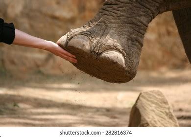 Elephant Feet Stock Photo 282816374 | Shutterstock