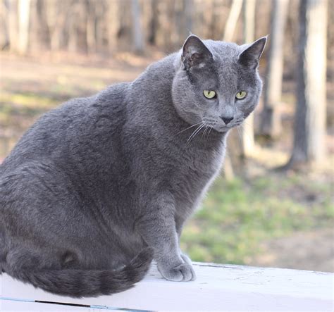 Top 93+ Pictures Russian Blue Cat With Yellow Eyes Sharp