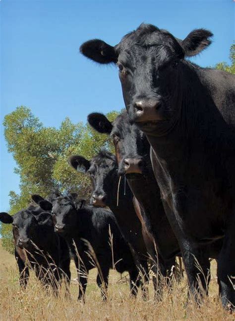 Pin on Cattle etc