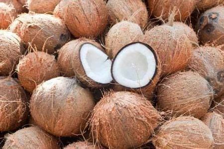 Semi Husk Coconut, Packing Size: 25 Kg at ₹ 23/piece in Surat | ID ...