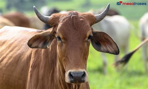 O Que É Sonhar Com Boi - Sonhar com Boi - Significados e Mistérios