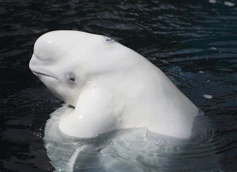 Beluga Whale