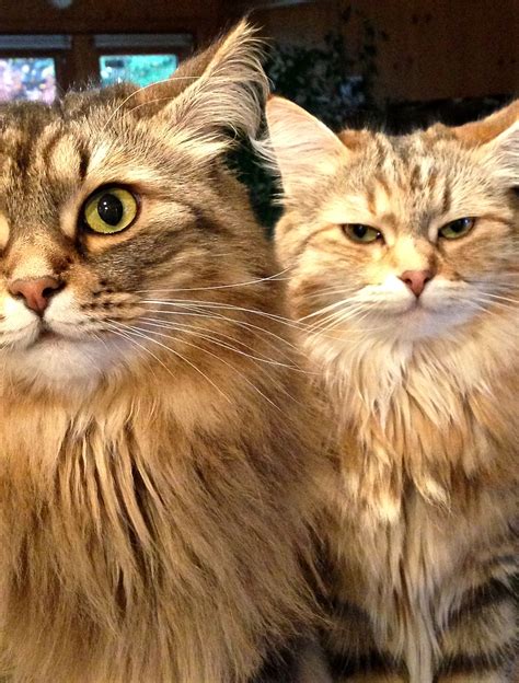 Classic Brown Tabby