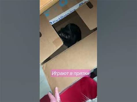 Угарные коты - YouTube