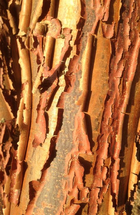 peeling bark tree