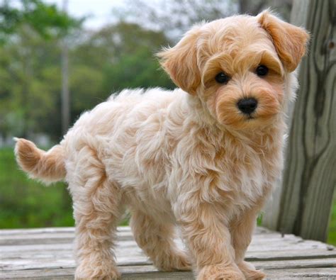 Apricot Maltipoo Puppies