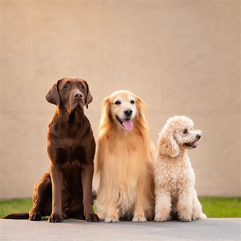 Top Service Dog Breeds: Which Breed is Best? — Love Disabled Life