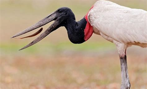 Mato Grosso Stork, Bird Species, Bird Feathers, Exotic, Wildlife ...