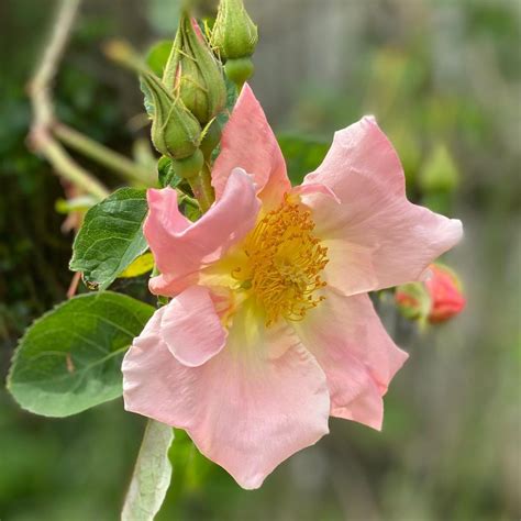 10 Pink Climbing Rose Garden Ideas - SONG OF ROSES