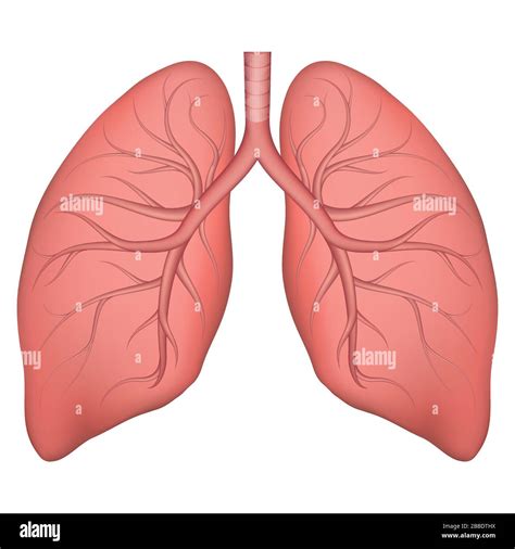 Lung tissues Stock Vector Images - Alamy