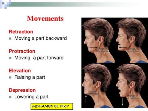 Retraction Anatomy Definition - Anatomy Book