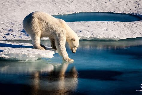 Different ways Polar bears are affected by global warming. – BIOL420 ...