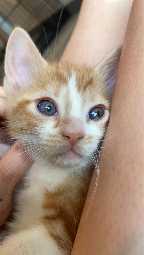 Purple eyes? : r/cats