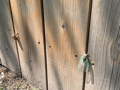 A Cicada just after molting. : r/biology