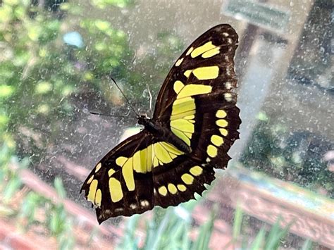 Blooms and Butterflies in the Desert - by Deb Sinness