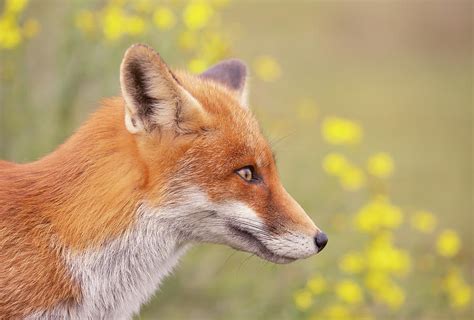 Flower Fox Photograph by Roeselien Raimond - Fine Art America