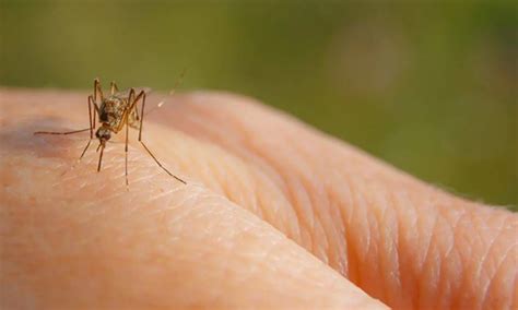 safe care blog  alasan   digigit nyamuk berikut