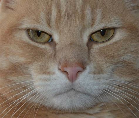 cranky cat stock  pictures royalty  images istock