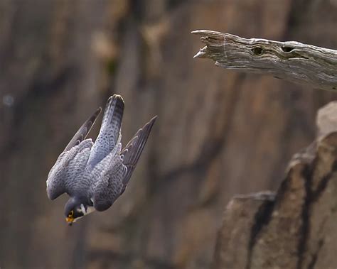 peregrine falcon diving smithsonian photo contest smithsonian magazine