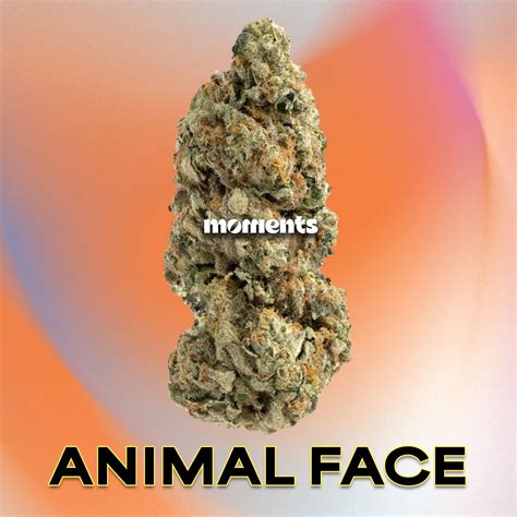 animal face strain 3