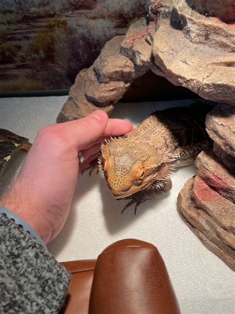 My bearded dragon has shed on her head and I can't seem to get it off
