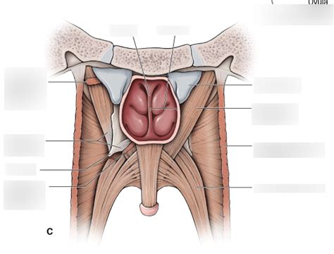 Velar Muscles Diagram | Quizlet