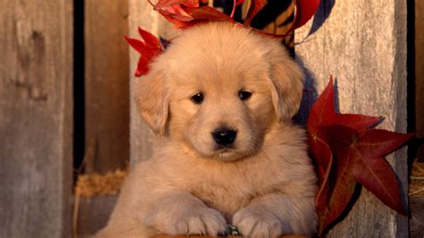 cute golden retriever wallpaper - Dogs Photo (35950333) - Fanpop