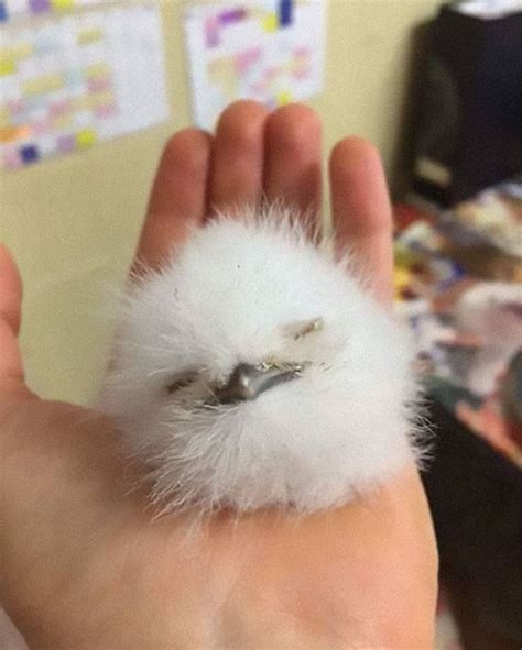 28 Adorable Frogmouth Chicks That Have Incredibly Expressive Faces