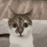 shocked cat flabbergasted gif shocked cat shock shocked discover