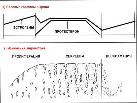 Женская половая система. Гистология - online presentation