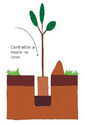Qual O Noe Tecnico Para Cova De Plantio - Plantio de Árvores Frutíferas | Estude Agronomia