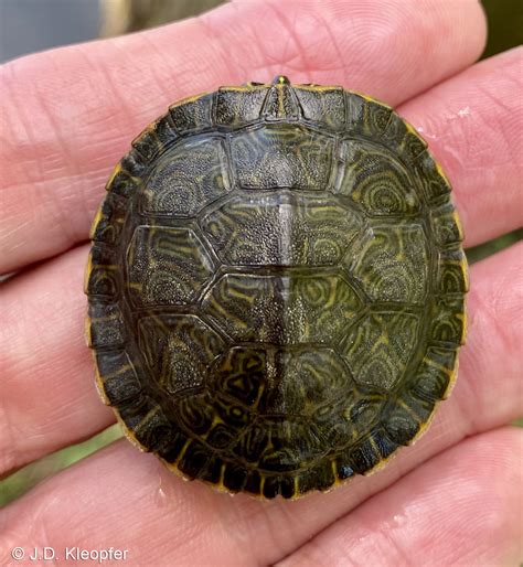 Eastern River Cooter