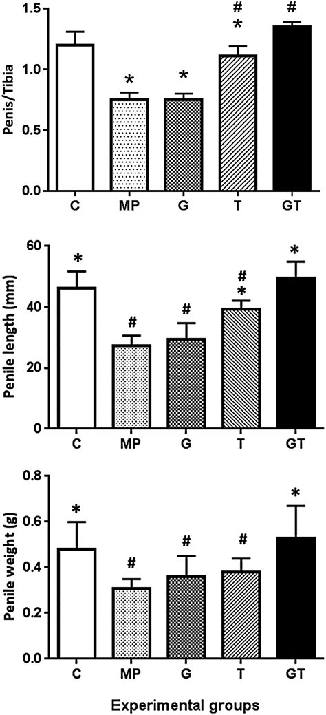 Effects of combined growth hormone and testosterone treatments in a rat