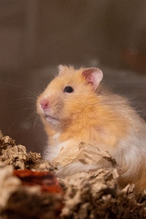 hamster photography tips wheel hamsters breeds drawing meme idea ideas