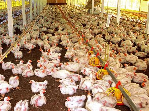 how much does it cost to start a chicken farm