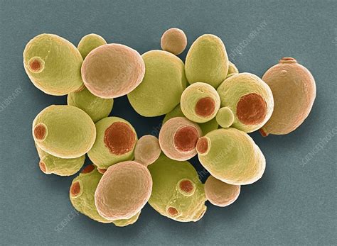saccharomyces microscope beneficial properties  probiotic yeast