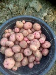potato potato shubham sahu rakesh kumar ramesh kumar salon