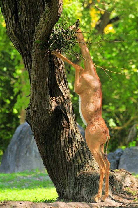 Gerenuk eating stock image. Image of africans, females - 38647065