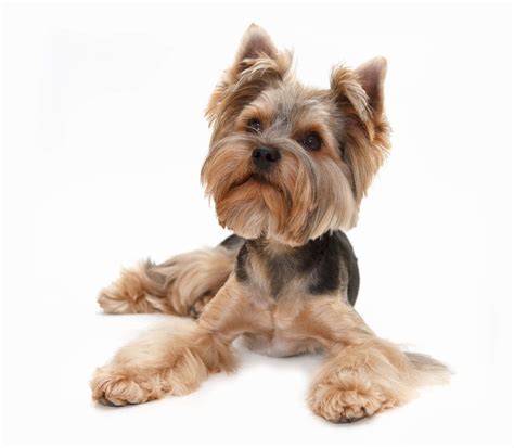 Yorkshire Terrier Dogs | Dog Breeds