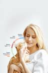 somali cat breed information somali cat characteristics grooming
