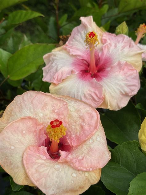 Hibiscus rosa-sinensis 'Hollywood Trophy Wife' — Vintage Green Farms