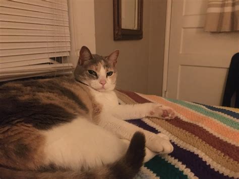 vomiting bile in cats 4