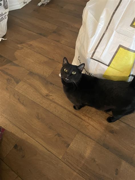 Rehome cats near me programs are seeing a surge in local applicants 26