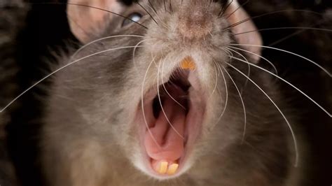 Rats are infecting humans with new strain of hepatitis - and scientists ...