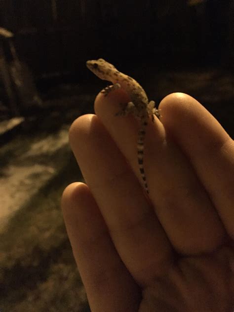 I found a tiny salamander(?) in my backyard. Had a little photo shoot