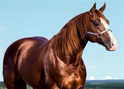 Qual É O Cavalo Mais Barato Do Mundo - Qual é o cavalo mais caro do mundo? Veja a resposta aqui – Fazenda da ...