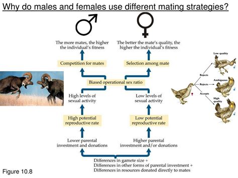 PPT - Evolution of Sex and Gender Differences: Reproduction Insights