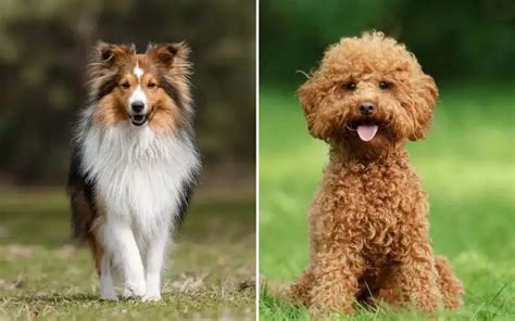 Discover the Top 10 Best Dog Breeds for Kids